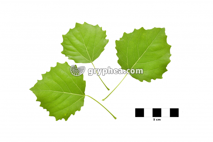 Peuplier tremble - feuilles sur fond blanc (Populus tremula) - gryphea.com